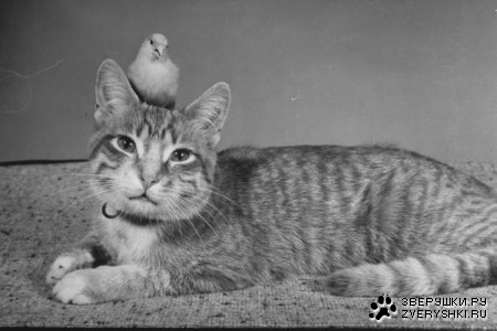 �����-����� ���������� �������� :)