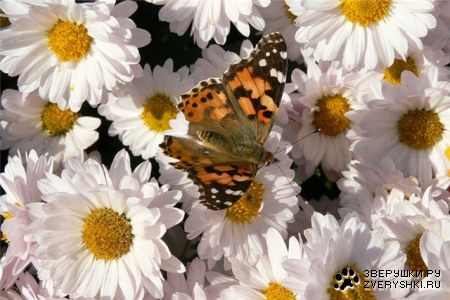 �������� ��� ���! :)