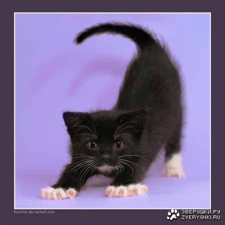 ������� (9 ����������)