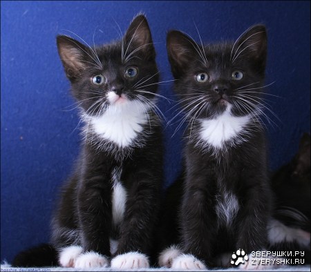 ������� (9 ����������)