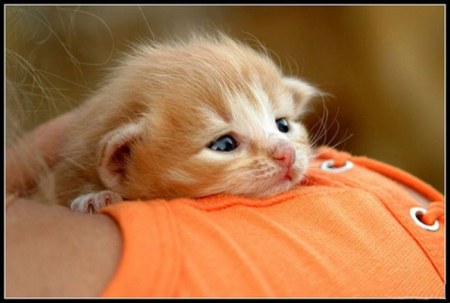 �������� (14 ����������)