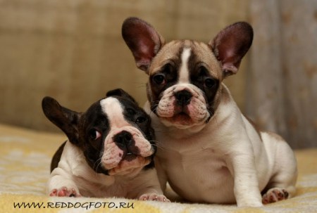 �������������� ������! :)