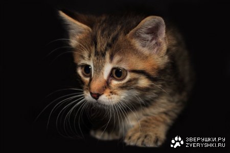 ������! :)