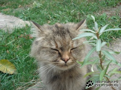 ����� (5 ����)