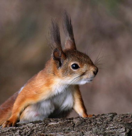 �������� (16 ����)