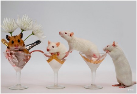 �������� ������� �� ������ �������� (14 ����)