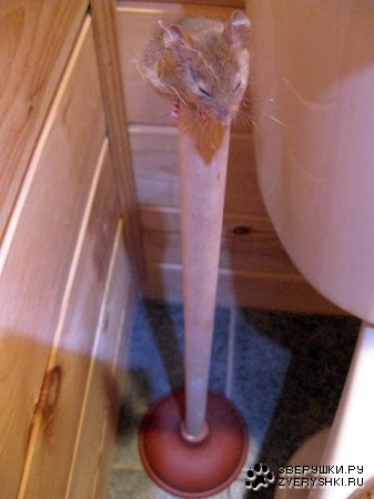 ��� ����� ��� �������� �������! :)