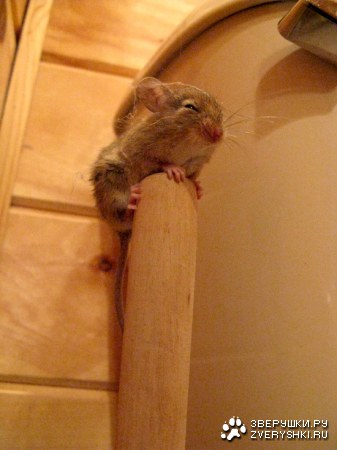 ��� ����� ��� �������� �������! :)