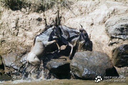 ����������� - ���� ������� ;)