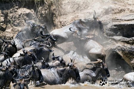 ����������� - ���� ������� ;)