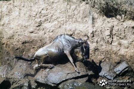 ����������� - ���� ������� ;)