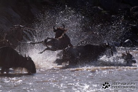 ����������� - ���� ������� ;)