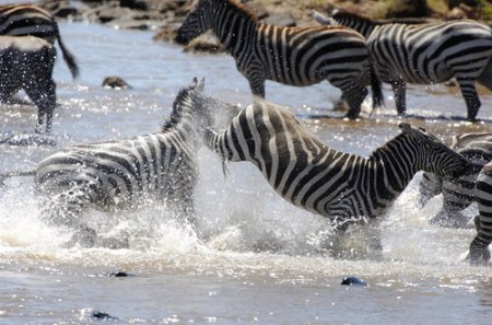 ����������� - ���� ������� ;)