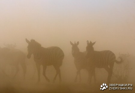 ����������� - ���� ������� ;)