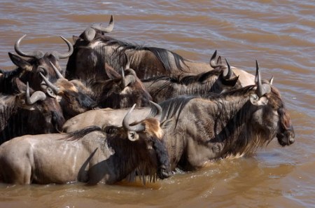 ����������� - ���� ������� ;)