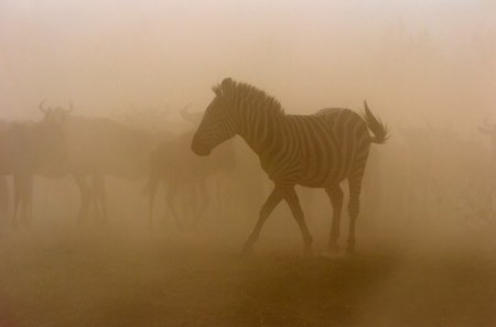 ����������� - ���� ������� ;)