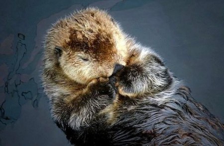 ������� ��� (17 ����������)