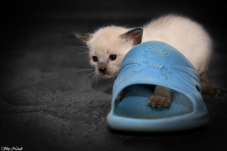 �������� ������! :)