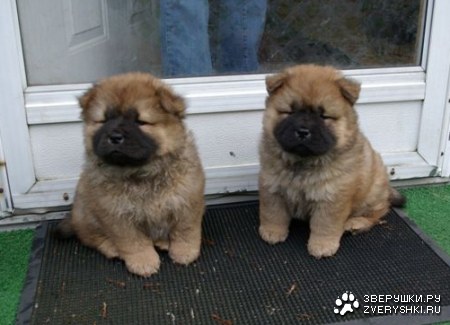 �������� ��������� (4 ����)