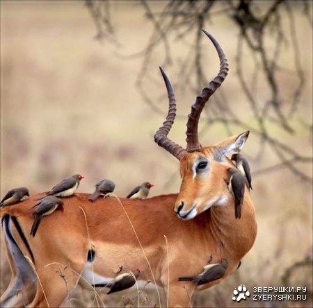 ��� ��� ��� ������ ;)