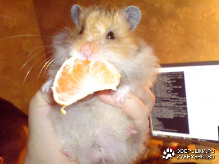 �������� ����� (5 ����)