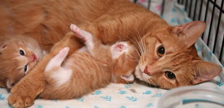 ����� ������� (9 ����������)