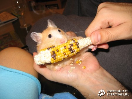 ������� �������� (4 ����)