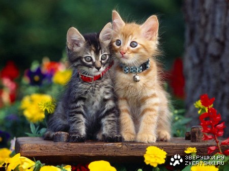 ����������� ��� ���������� :)