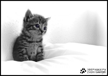 ������� (33 ����������)