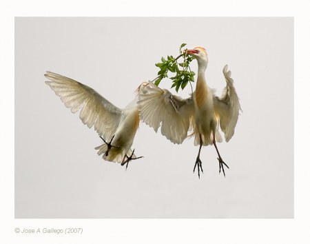 �������� ���������� �� Jose A Gallego (10 ����)