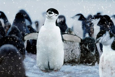 �������� ���������� �� Steve Bloom (19 ����) 