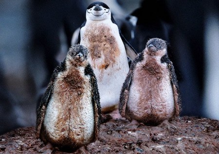 �������� ���������� �� Steve Bloom (19 ����) 