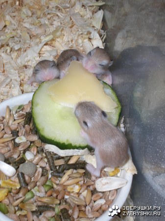 ������� ����� :)