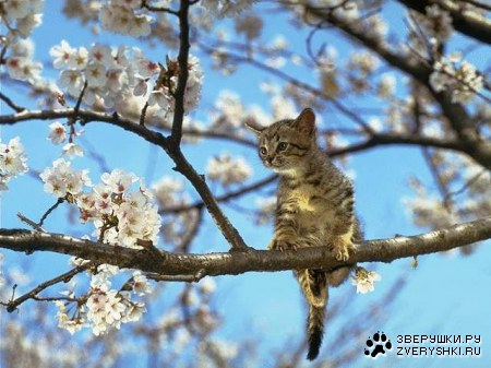 ������ ����, ������ ����� :)