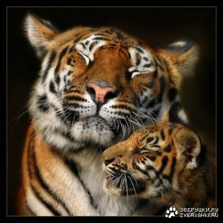 ���� � ���� :)