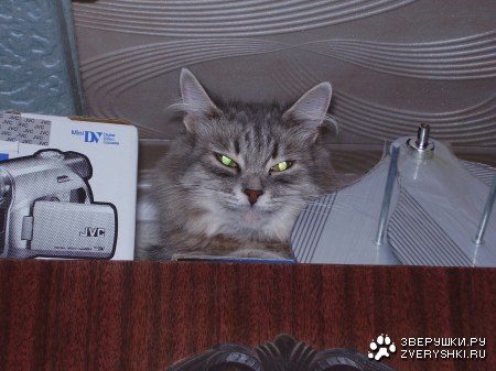 ���������� :)