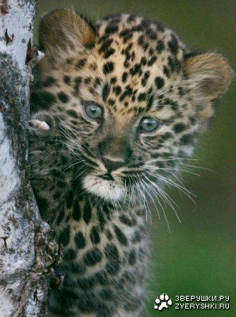 �������� �� ����� ���� (26 ����������)