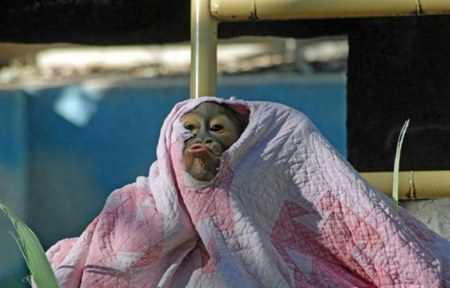 �������� �� ����� ���� (26 ����������)