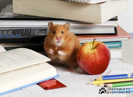 �������� ;)