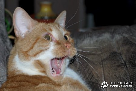 ����� - ����� :)