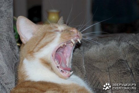 ����� - ����� :)