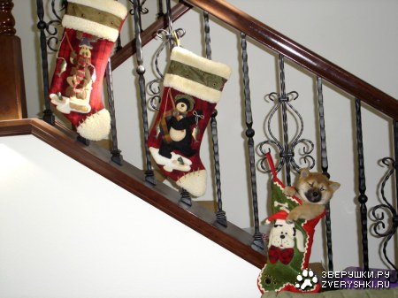 ���������� ��������� :)