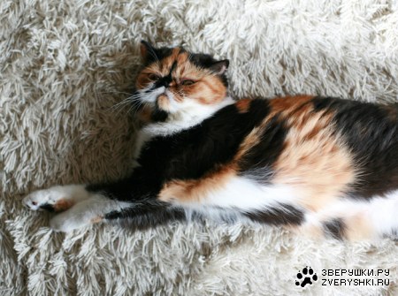 �������� ����� (11 ����������)