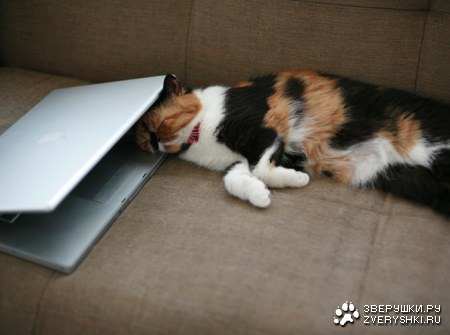 �������� ����� (11 ����������)