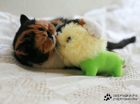 �������� ����� (11 ����������)