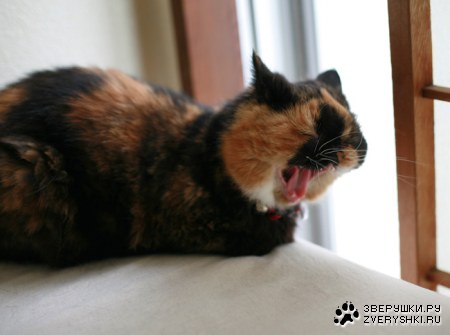 �������� ����� (11 ����������)