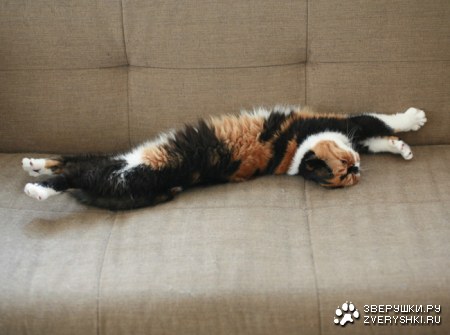 �������� ����� (11 ����������)