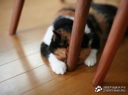 �������� ����� (11 ����������)