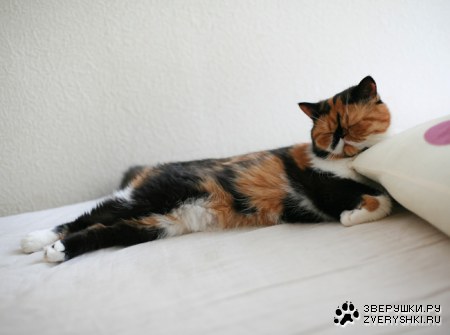 �������� ����� (11 ����������)