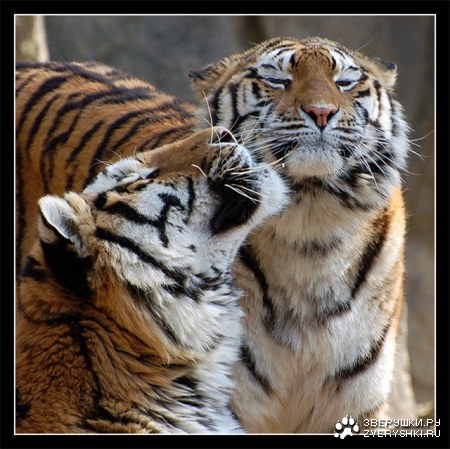 ������� ����� (6 ����)